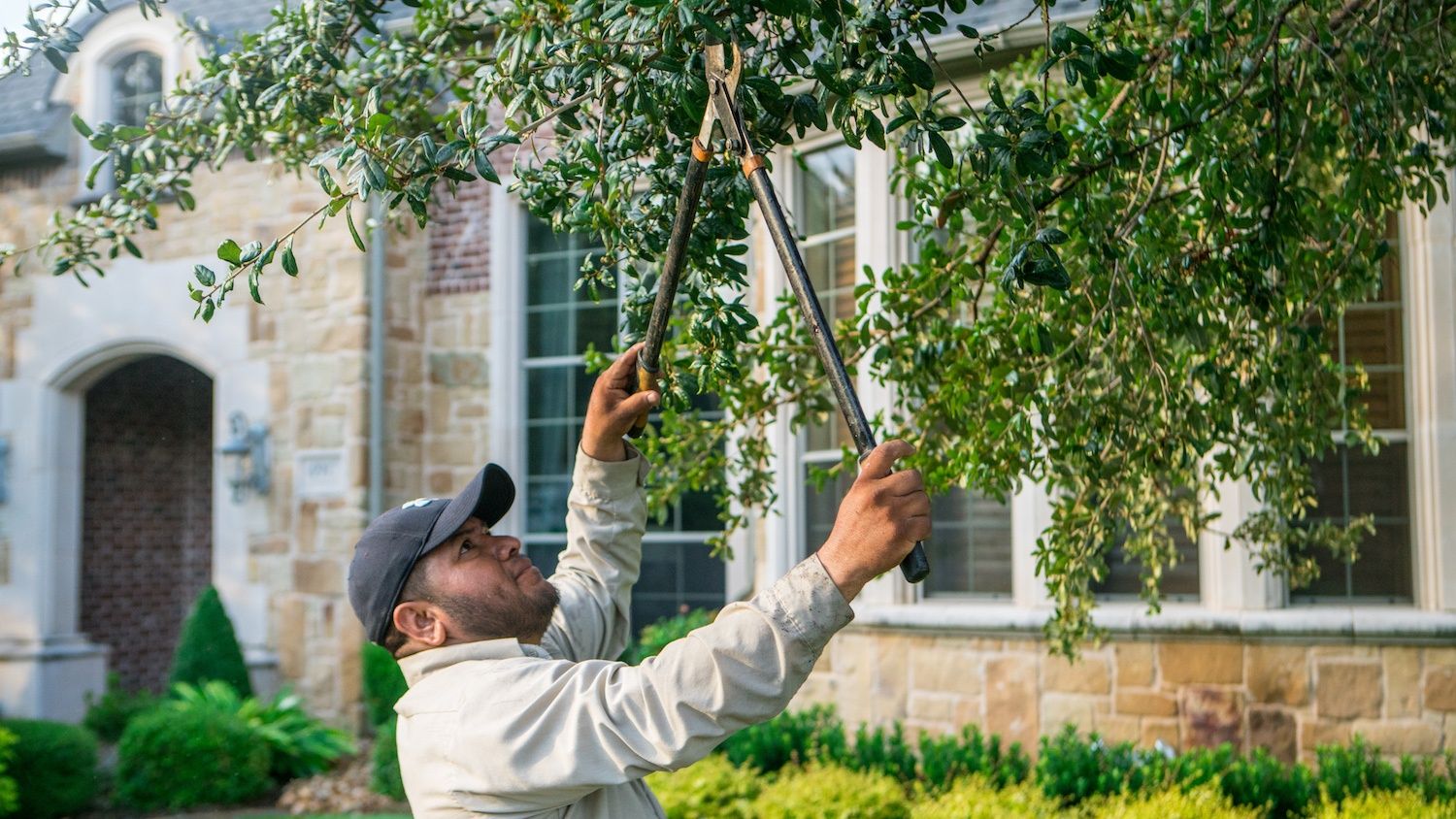 Shrub Trimming vs. Pruning What’s the Difference & How